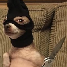 2496-dog-memes.png