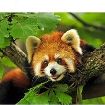 Red Panda