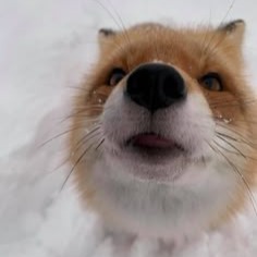 Fox Profile Avatar