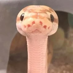 Cute Snake