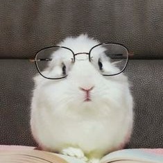 Cute Rabbit