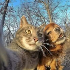 Cat And Dog