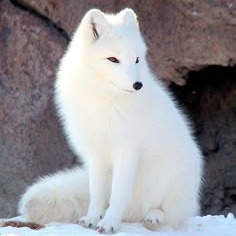 Arctic Fox
