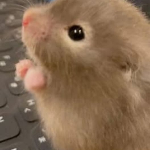 2658-hamster-profile-avatar.png