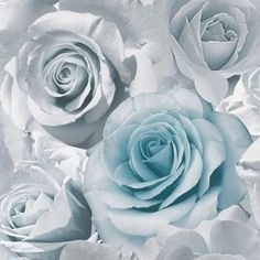 Aesthetic White