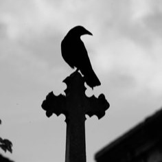 Crow User Icon