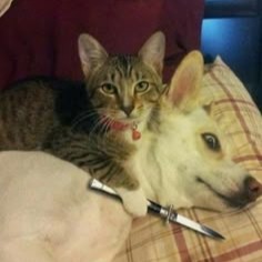 Cat And Dog