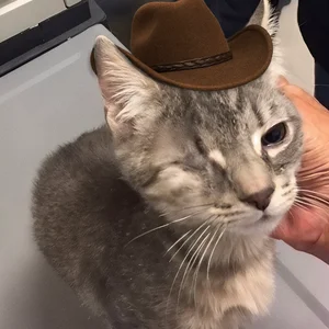 Yeehaw Cat