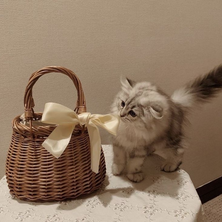 Kitten Pfp