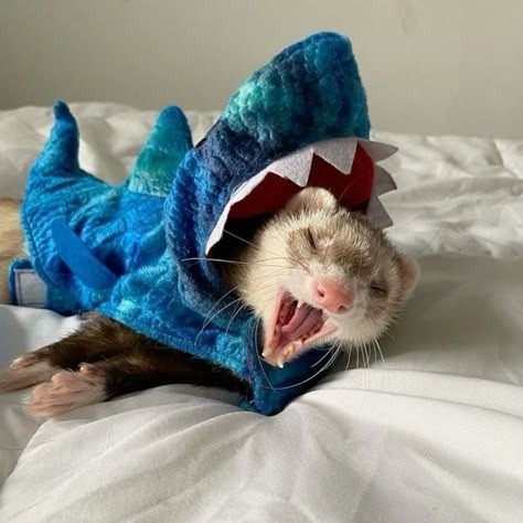 Ferret Pfp