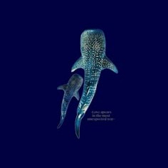 Whale Shark