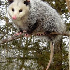 Possum