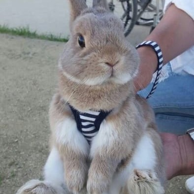 Bunny
