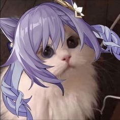 고양이 Pfp