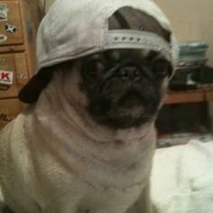 Dog With Hat Profile Icon