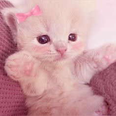 Cute Pink Cat