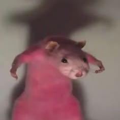 Rat Profile Picture Pfp