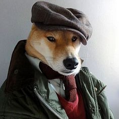 Dog With Hat Profile Photo