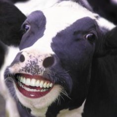 Cow User Icon