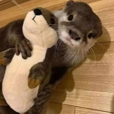 Otter Pfp Pfp