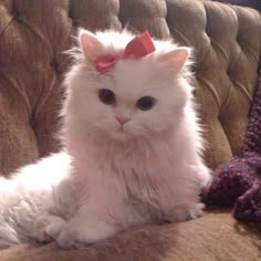 Kitten Profile Avatar