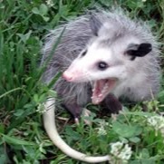 Possum