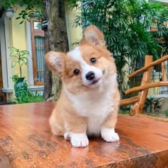 Cute Puppy User Picture