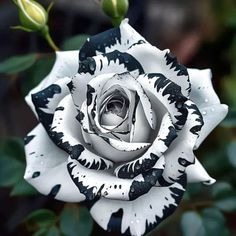 Roses Pfp by _justhope_