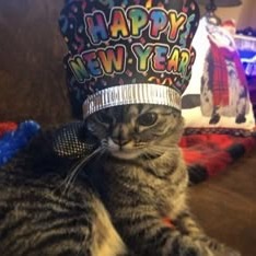New Years Cat