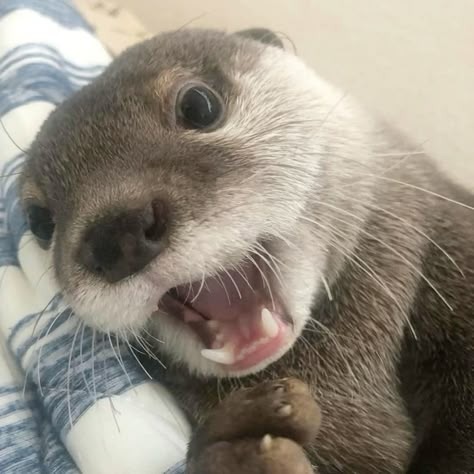 Otter Pfp