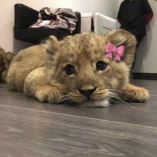 Lion Pfp