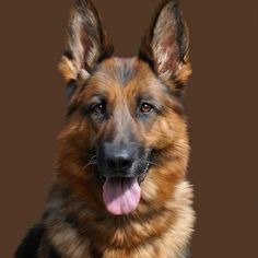 Dog Pfp