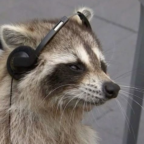 Raccoon