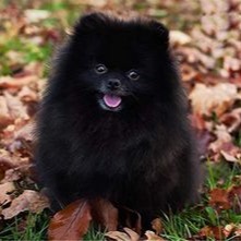 Cute Puppy Icon