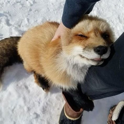 Fox