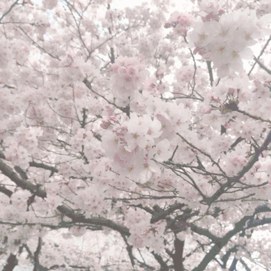 PrettyInPink Pfp