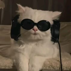 Cats With Glasses