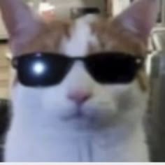 Cat With Sunglasses