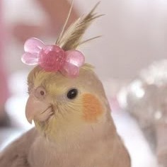 Parrot