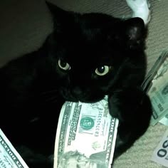 Aesthetic Black Cat
