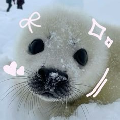 Cute Seal