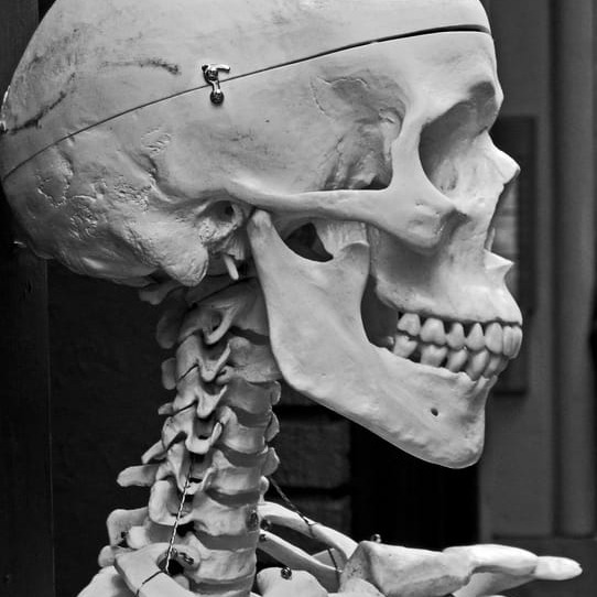 Skeleton User Icon