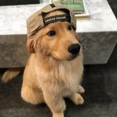 Dog With Hat