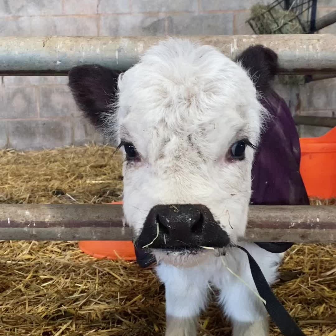 Cow