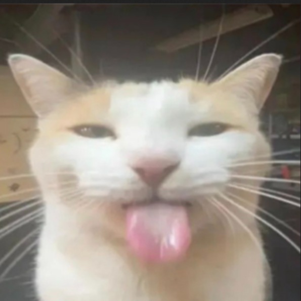 Cat Pfp By Pixelized gt Cat Pfp By Pixelized gt