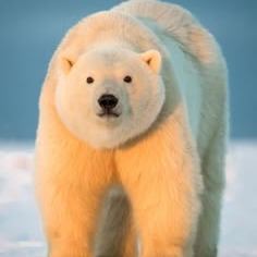 Polar Bear