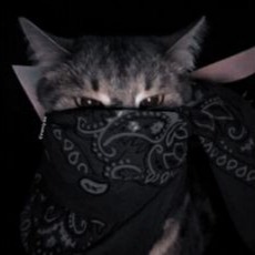Gangster Cat Pfp