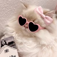 Cute Pink Cat Pfps and Icons - For Discord, Instagram & TikTok