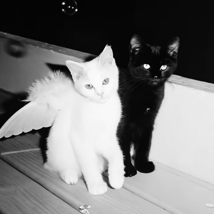 Blackwhitecats Pfp