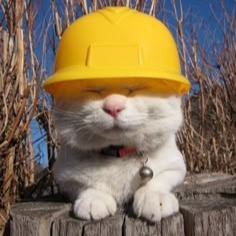 Engineer Profile Photo